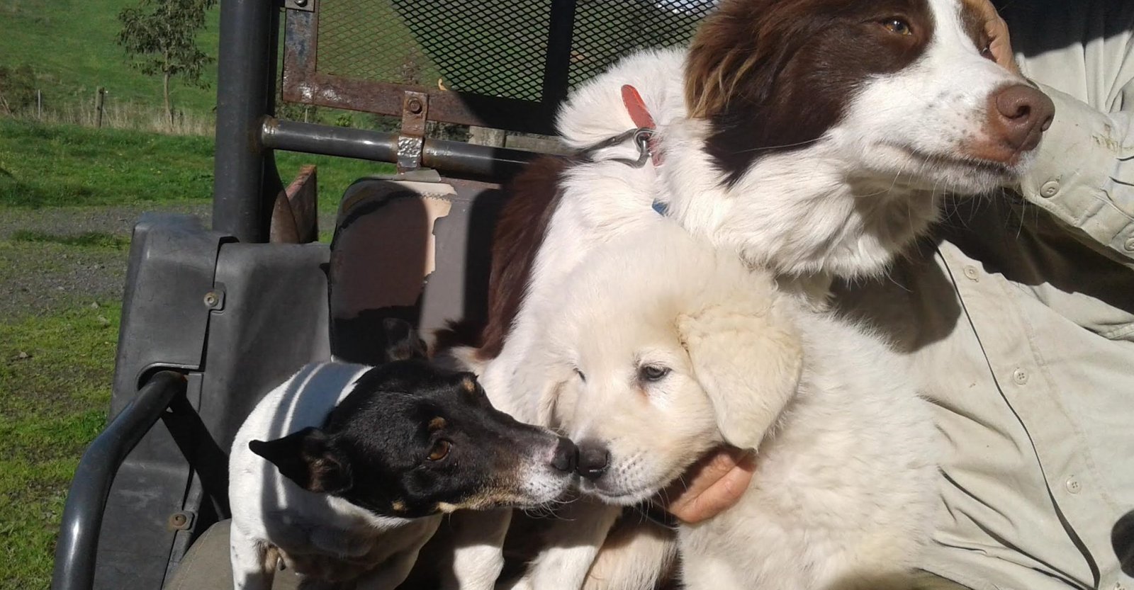 My boss and his beautiful dogs